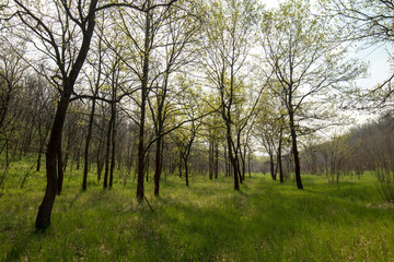A beautiful spring forest. Young trees with green leaves. Landscape