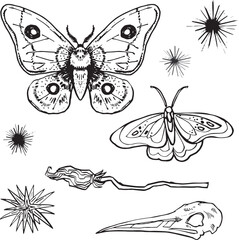 Line Set Witch item Halloween Clip art set Magic wand drawing  skull outline moth butterfly contour witch cauldron broom Hand drawn design element illustration Occult Symbol graphic animal skull grung