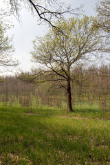 A beautiful spring forest. Young trees with green leaves. Landscape