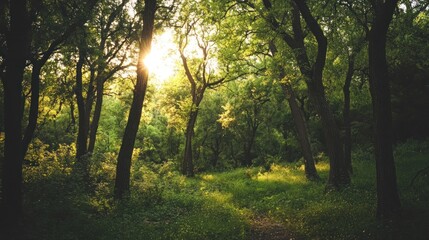 Fototapeta premium Sun rays breaking through the canopy of trees in a lush green forest.
