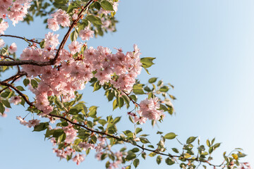 Sakura cherry blossom branch on blue sky background