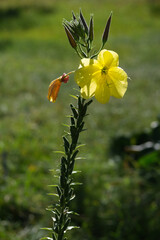 Single yellow flower of Evening Primrose (Oenothera) with several buds on a green stem, illuminated by sunlight on a blurred background of greenery. Concept of sunny summer plants, natural beauty