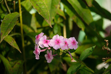 A delicate branch with small pink flowers of Phlox paniculata on a blurred background of a green garden. The concept of classic garden plants, natural beauty and simplicity