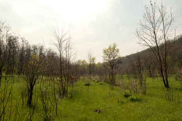 Obraz premium A beautiful spring forest. Young trees with green leaves. Landscape