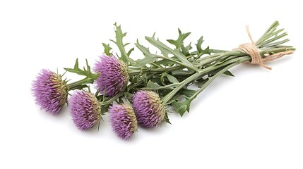 Fototapeta premium A bunch of purple thistle flowers with green leaves tied together with twine, isolated on a white background.