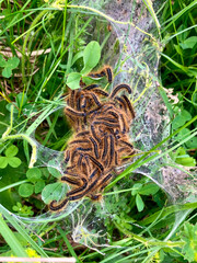 tent caterpillar nest