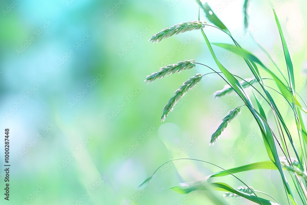 Poster abstract blurred green nature background with bokeh light and bokeh light