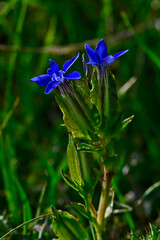 Schlauch-Enzian // Bladder gentian (Gentiana utriculosa)