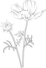Pencil art fresh Cosmos flower, Minimalist Cosmos flowr tattoo design, Cosmos birth flower line art book for adults, detailed flower coloring pages printable