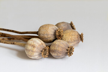 Dry opium poppy on monochrome  background.