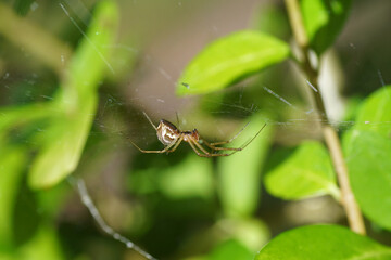 Money Spider, European hammock spider, sheet-web spider (Linyphia triangularis) of the family Linyphiidae in its web. Autumn, September, Netherlands