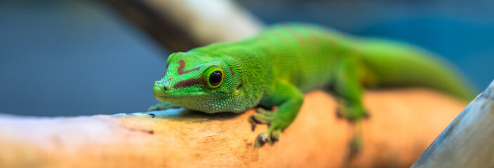 A green four-legged reptile on a stick