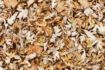Autumn forest ground background. Golden yellow leaves on the ground. Fall season path in a park texture. Dry vibrant leaf organic landscape. Orange earth backdrop.