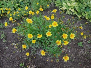 Coreopsis. Beautiful yellow flowers.