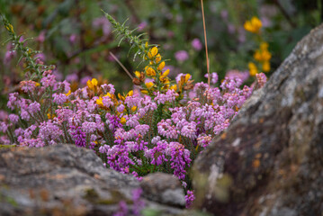 pink flower Erica mackaiana, wild plant