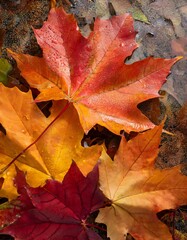 Red maple leaf background image