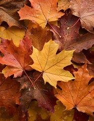 Red maple leaf background image