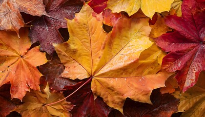Red maple leaf background image