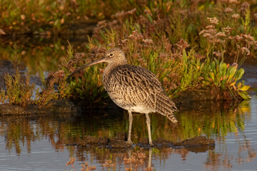 Curlew Cley Marshes