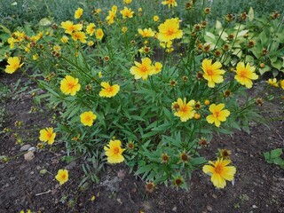 Coreopsis. Beautiful yellow flowers.
