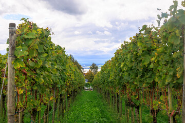 Vineyard with vines near the town of Meersburg on Lake Constance in Germany