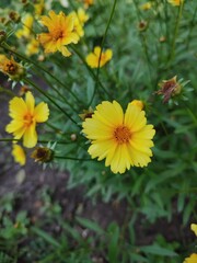 Coreopsis. Beautiful yellow flowers.