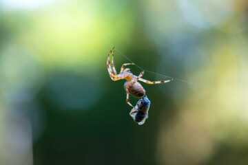 Suspended Triumph: A Spider's Catch