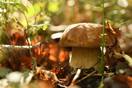 Grzyb borowik w lesie