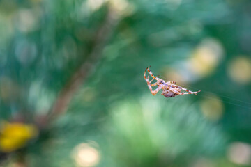 Web Weaver's Delicate Pursuit. Close up of a spider in a web