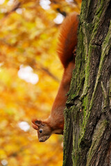 A squirrel sits perched on a branch in the center of a lovely park, its tiny paws holding onto the tree as it gazes around. The tree’s dense foliage contrasts beautifully with the vibrant green spaces