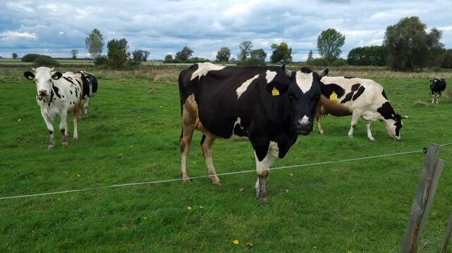 Cows in the meadow, Cows in the pasture