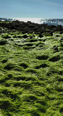 Algae and rock on the beach, natural patters.