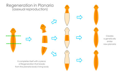 Planarian regeneration. Reproductive by fragmentation with stage arrows. Asexual reproduction. New planaria is formed with regenerated, cut multicellular organisms. Vector illustration