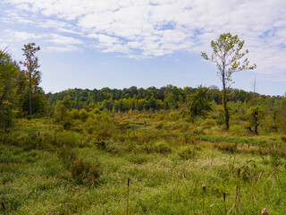 landscape with trees