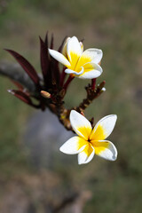 Fototapeta premium The blossoming island Stromboli on Tyrrhenian sea. Plumeria acuminata