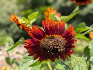 Close-Up of a Vibrant Red Sunflower with a Bee Pollinating
