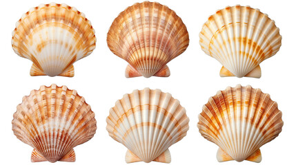 Collection set of scallop shells ocean marine isolated on transparent and white background, cut out png
