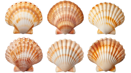 Collection set of scallop shells ocean marine isolated on transparent and white background, cut out png