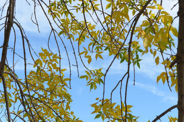 Fototapeta premium autumn leaves and branches on a blue sky
