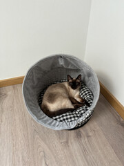 Cozy Siamese cat peacefully naps inside a soft cat bed. Accessories for pet. Pet care concept