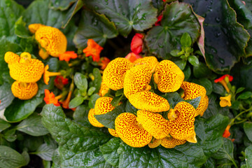 Yellow-red calceolaria flowers (Calceolaria Herbeohybrida) with green leaves