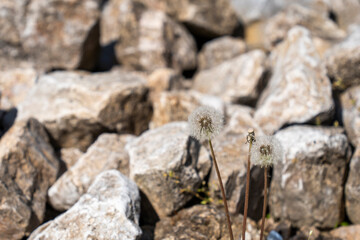 Dandelions growing among rocks