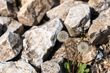 Dandelions growing among rocks