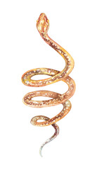 Golden snake wrapping around something. Hand drawn watercolor illustration isolated on white