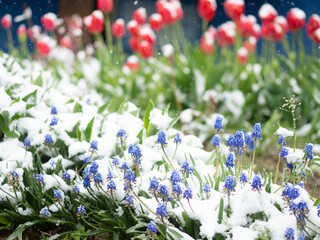 spring flowers covered with snow, cold summer