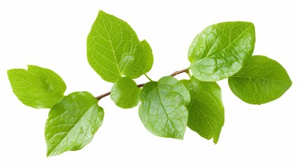 Naklejka premium Close-up of Green Leaves on a Branch