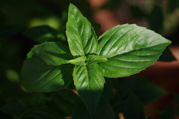 Basil leaves in bright sunshine