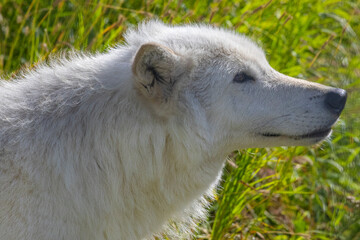 Arctic Wolf Profile