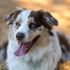Red Merle with White and Tan Australian Shepherd Head. Off-leash dog park in Northern California.