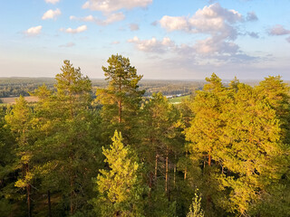 Fototapeta premium Forest during sunset. Beautiful forest landscape. Photo